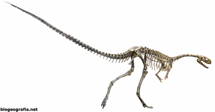 Elaphosaurus bambergi