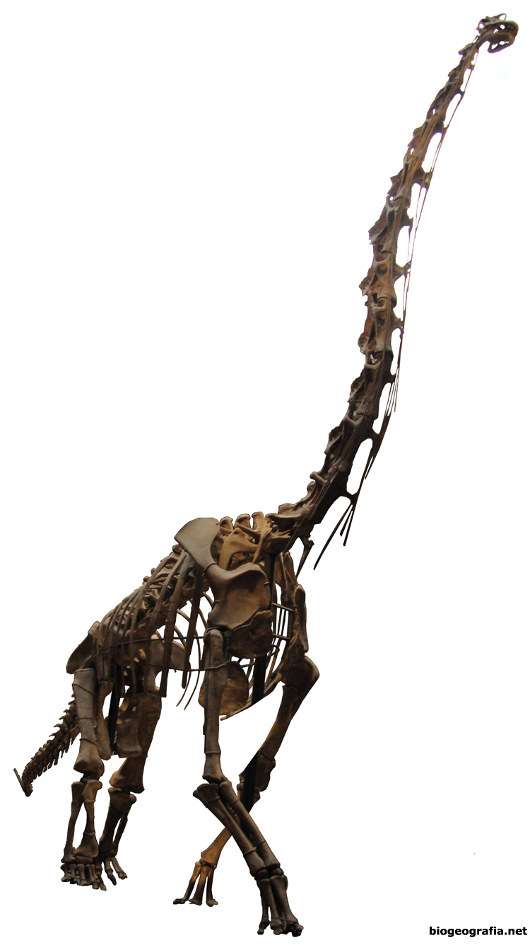 Brachiosaurus brancai