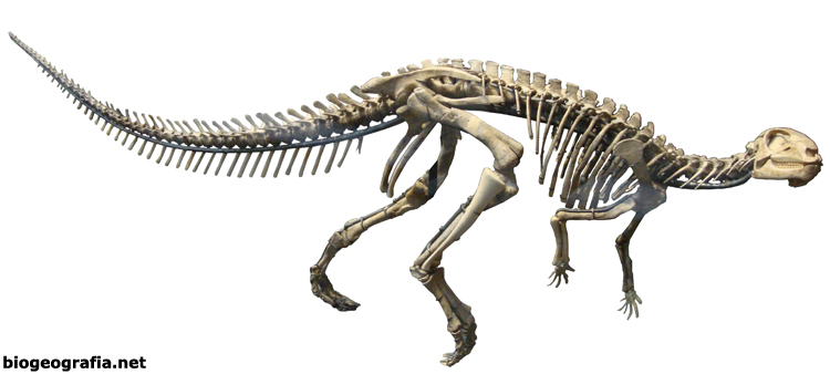 Dysalotosaurus lettowvorbecki 