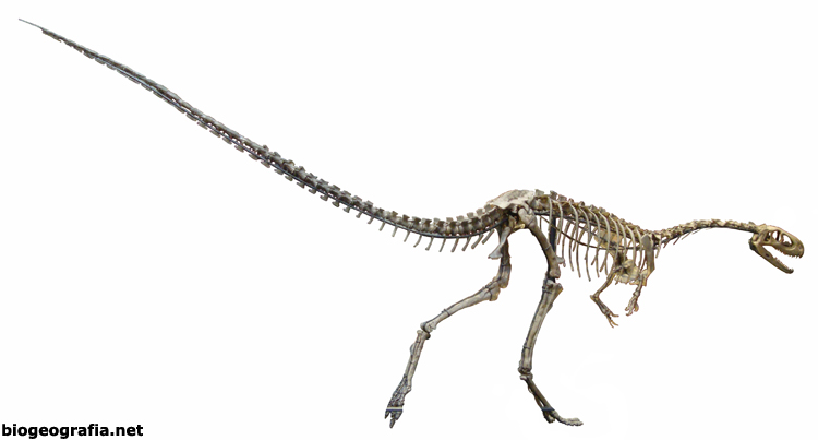 Elaphosaurus