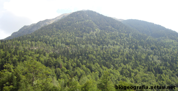 Bosques eurosiberianos