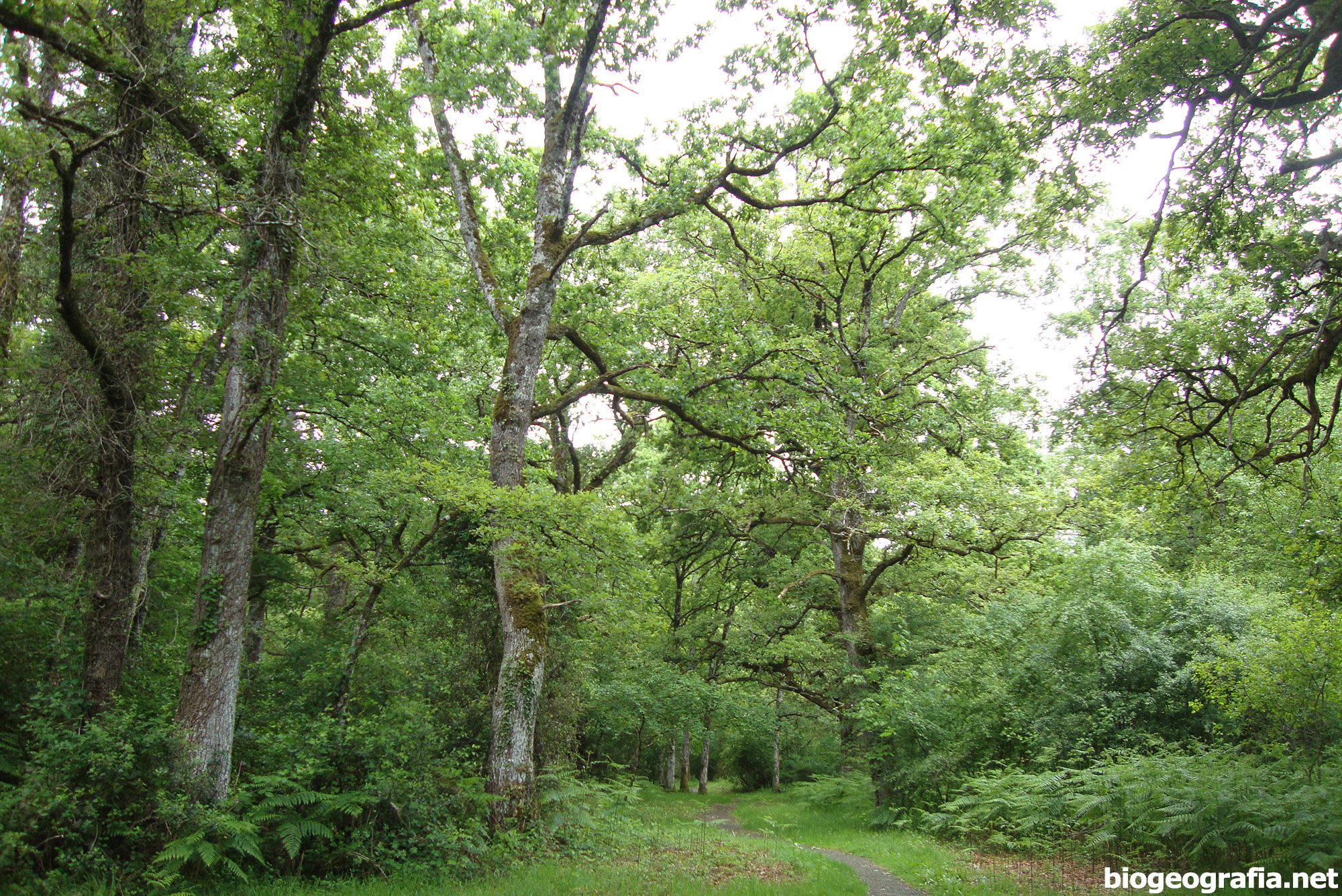 Robledales de roble común (Quercus robur)