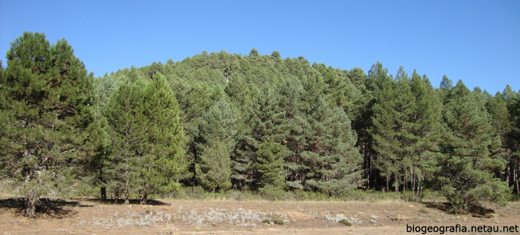 Bosque de pino laricio