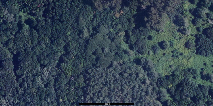 Fotografía aérea de un bosque de laurel