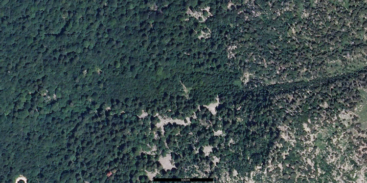 Fotografía aérea de un bosque mixto de robles y pinos