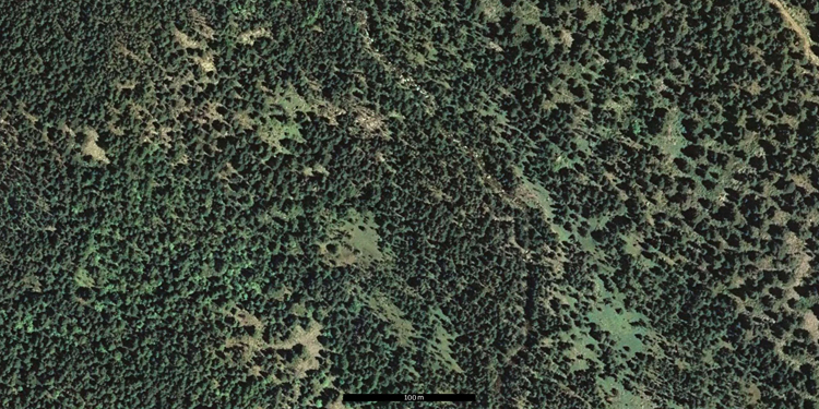 Fotografía aérea del pinar de Lles