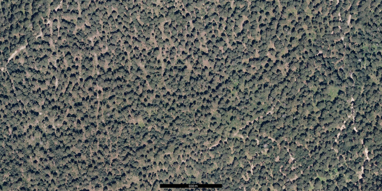 Pinares de pino silvestre en los Montes de Valsaín