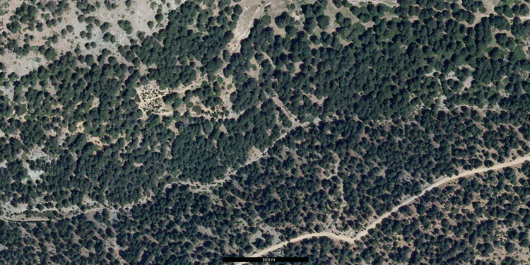 Bosque de Pinus sylvestris var. Nevadensis en el Pinar de la Fonfría