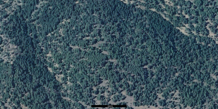 Fotografía aérea de un pinar de pino salgareño